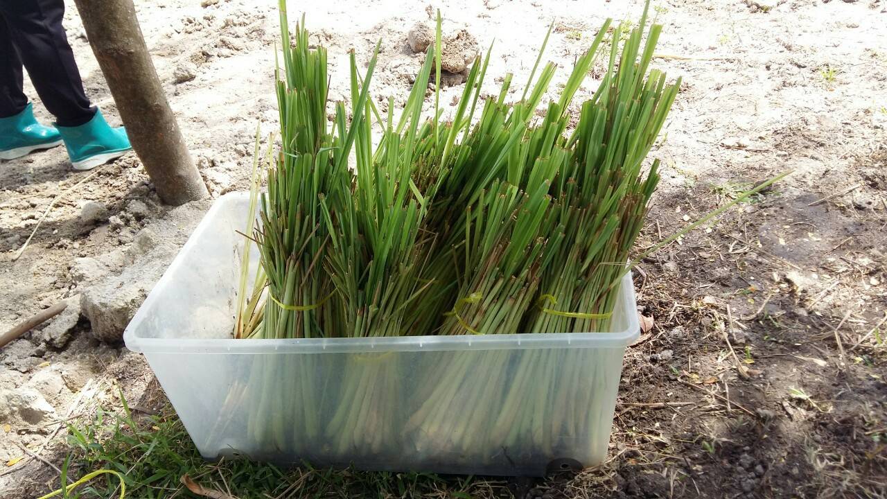 “พช.ระยอง” ร่วมกับ สถานคุ้มครองสวัสดิภาพเด็กระยอง ขับเคลื่อนกิจกรรมปลูกผักสวนครัวและสมุนไพร ผนึกกำลังสร้างความมั่นคงทางอาหาร “ ตู้ยาข้างบ้าน ตู้อาหารข้างครัว”