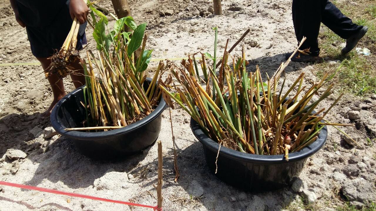 “พช.ระยอง” ร่วมกับ สถานคุ้มครองสวัสดิภาพเด็กระยอง ขับเคลื่อนกิจกรรมปลูกผักสวนครัวและสมุนไพร ผนึกกำลังสร้างความมั่นคงทางอาหาร “ ตู้ยาข้างบ้าน ตู้อาหารข้างครัว”