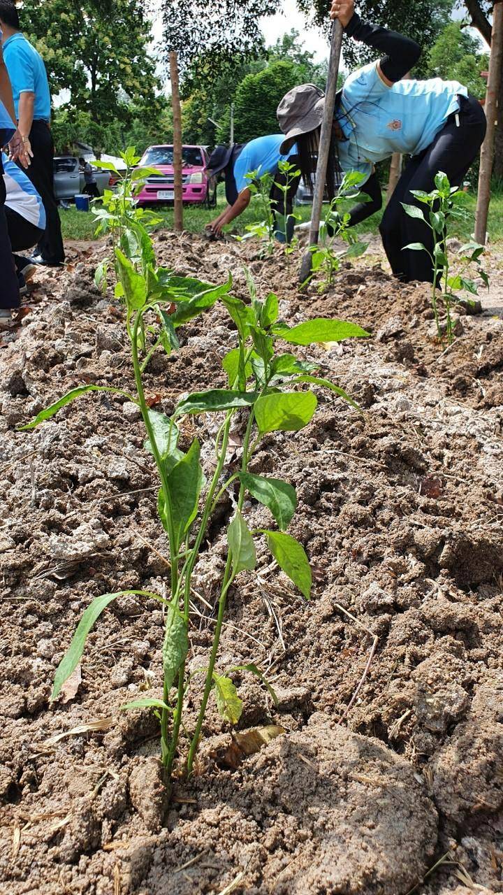 “พช.ระยอง” ร่วมกับ สถานคุ้มครองสวัสดิภาพเด็กระยอง ขับเคลื่อนกิจกรรมปลูกผักสวนครัวและสมุนไพร ผนึกกำลังสร้างความมั่นคงทางอาหาร “ ตู้ยาข้างบ้าน ตู้อาหารข้างครัว”