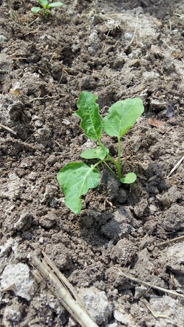 “พช.ระยอง” ร่วมกับ สถานคุ้มครองสวัสดิภาพเด็กระยอง ขับเคลื่อนกิจกรรมปลูกผักสวนครัวและสมุนไพร ผนึกกำลังสร้างความมั่นคงทางอาหาร “ ตู้ยาข้างบ้าน ตู้อาหารข้างครัว”