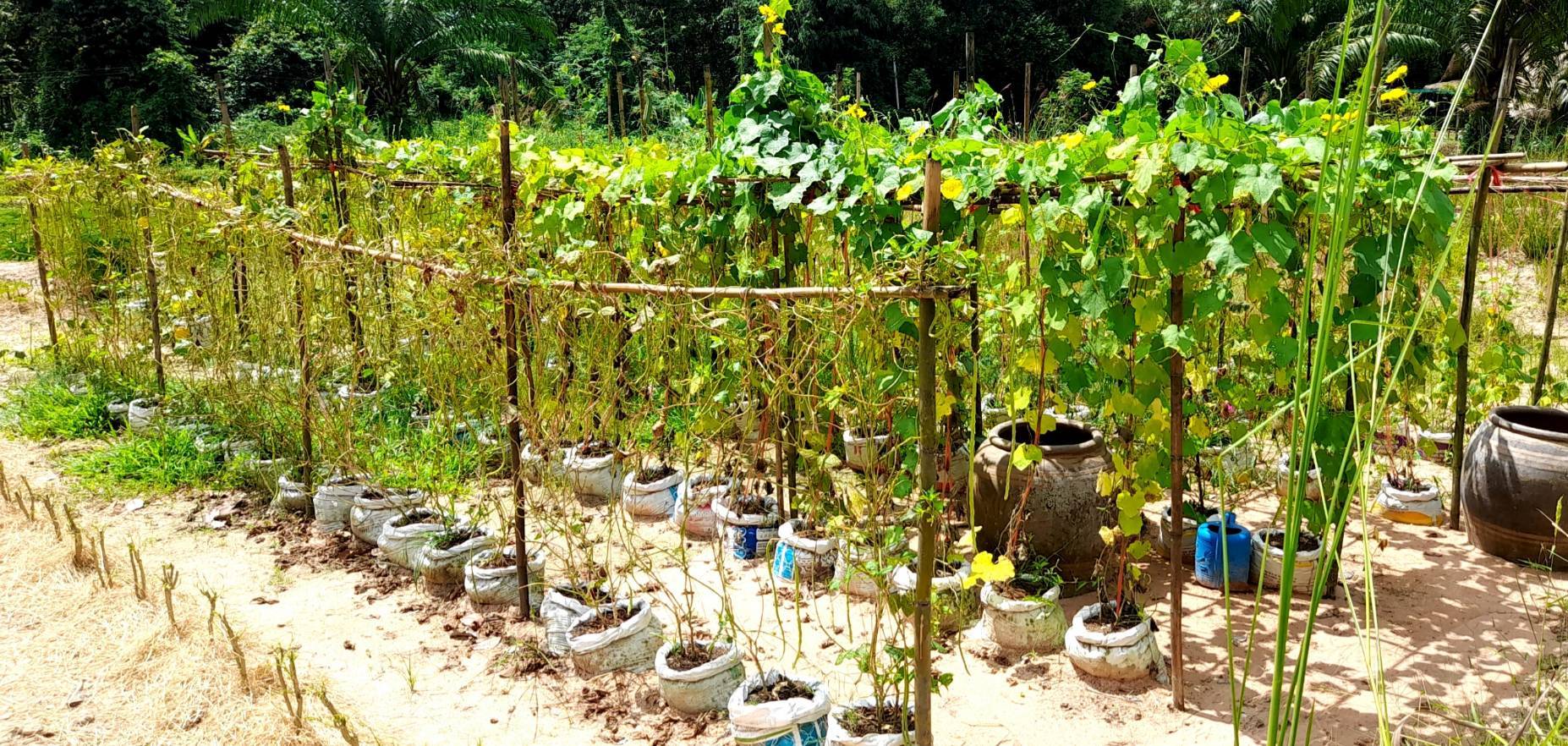 “พช.ระยอง” สนับสนุนการดำเนินโครงการสร้างภาพลักษณ์กรมการพัฒนาชุมชนด้วยการประชาสัมพันธ์ผ่านสื่อออนไลน์