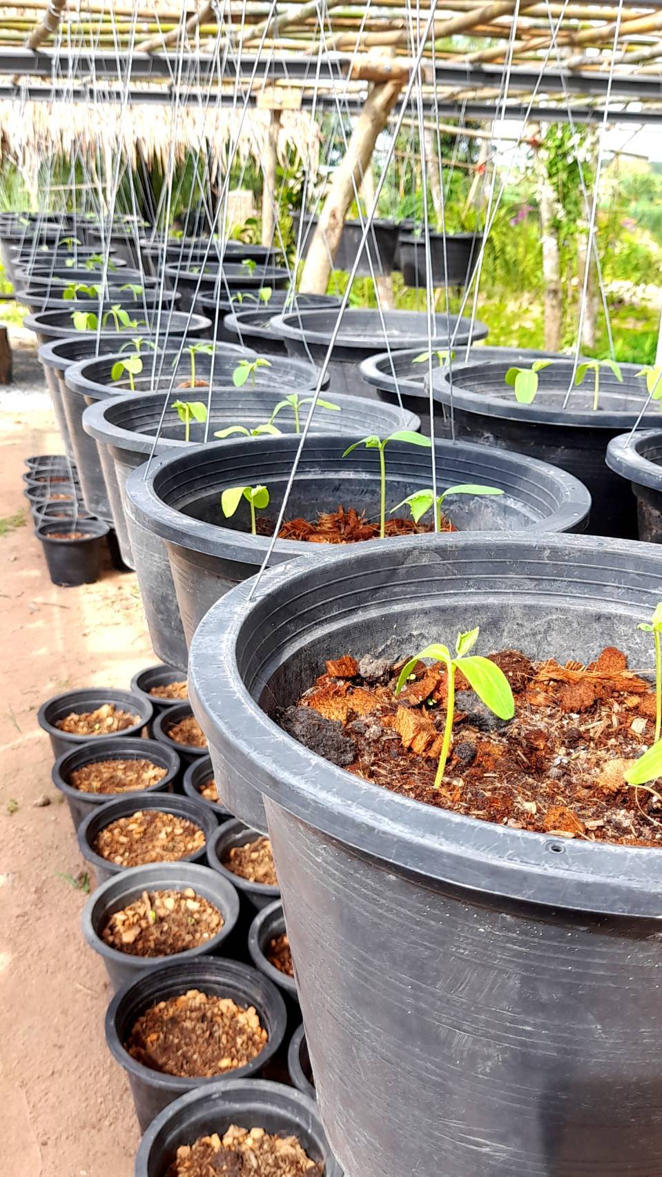 “พช.ระยอง” สนับสนุนการดำเนินโครงการสร้างภาพลักษณ์กรมการพัฒนาชุมชนด้วยการประชาสัมพันธ์ผ่านสื่อออนไลน์