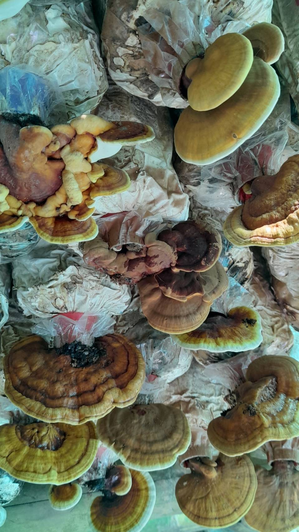 “พช.ระยอง” สนับสนุนการดำเนินโครงการสร้างภาพลักษณ์กรมการพัฒนาชุมชนด้วยการประชาสัมพันธ์ผ่านสื่อออนไลน์