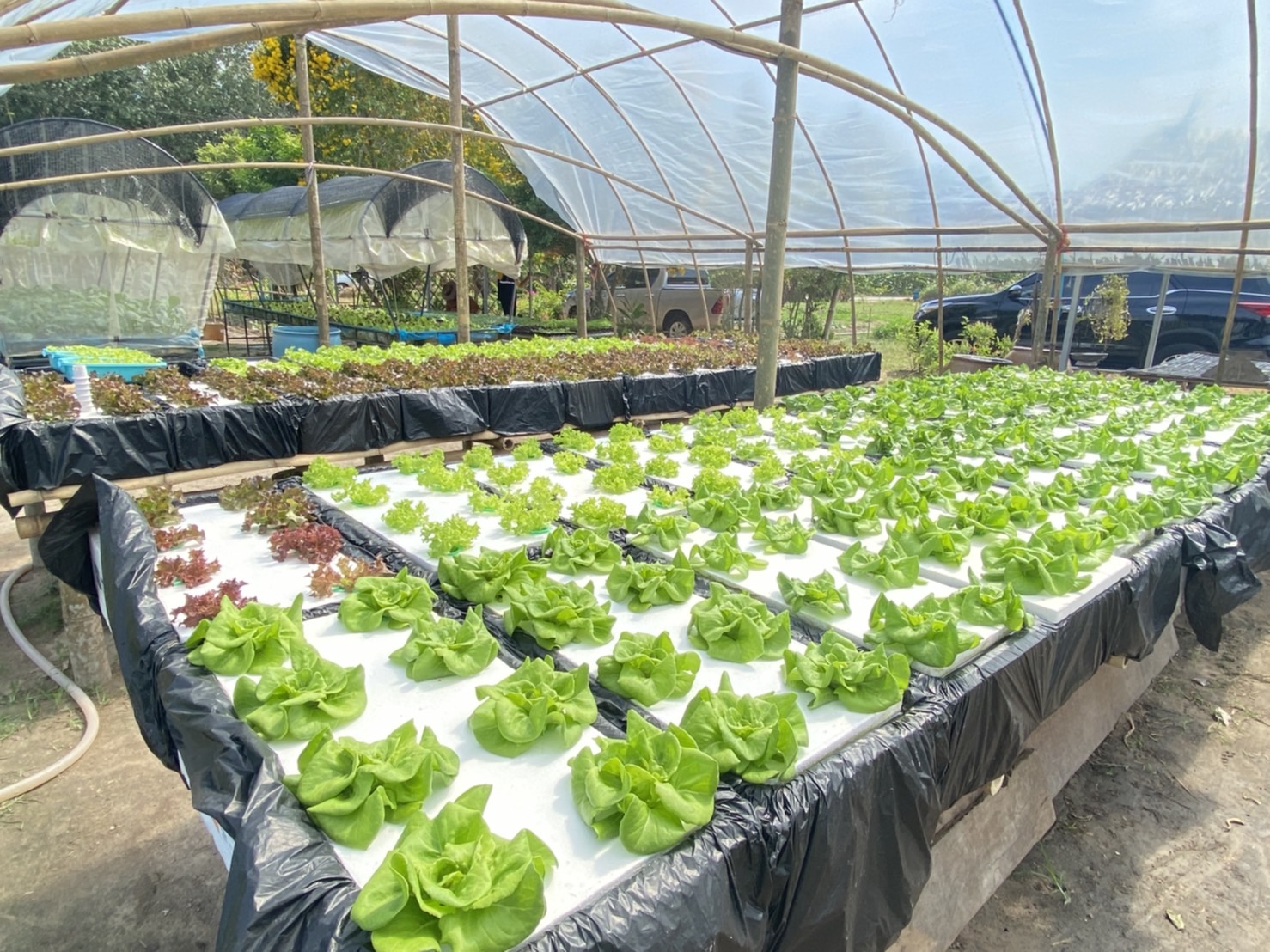 “พช. ระยอง” ขับเคลื่อนการดำเนินงานโดยการพัฒนาพื้นที่ต้นแบบการพัฒนาคุณภาพชีวิต ตามหลักทฤษฎีใหม่ประยุกต์สู่โคก หนอง นา โมเดล