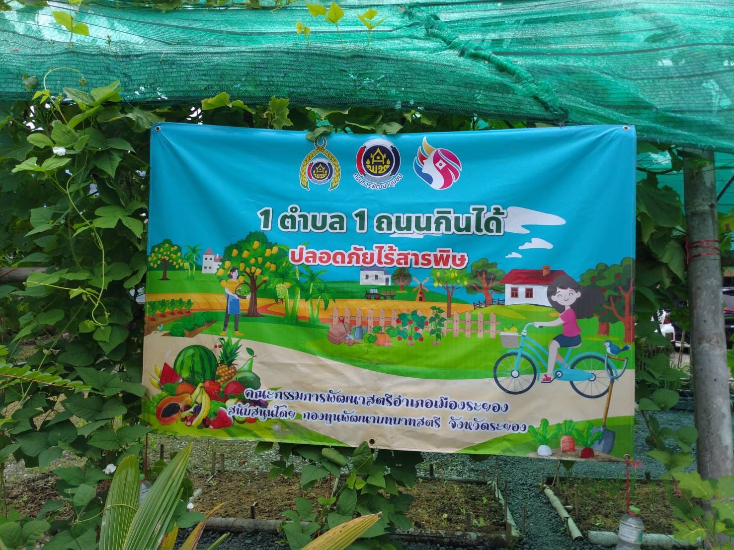 พช.ระยอง : คัดเลือกพื้นที่ดำเนินการดีเด่น โครงการ “หนึ่งพัฒนากร หนึ่งถนนกินได้ ขยายผลปลูกผักปลอดภัยไร้สารพิษ” จังหวัดระยอง ประจำปี 2565 ??