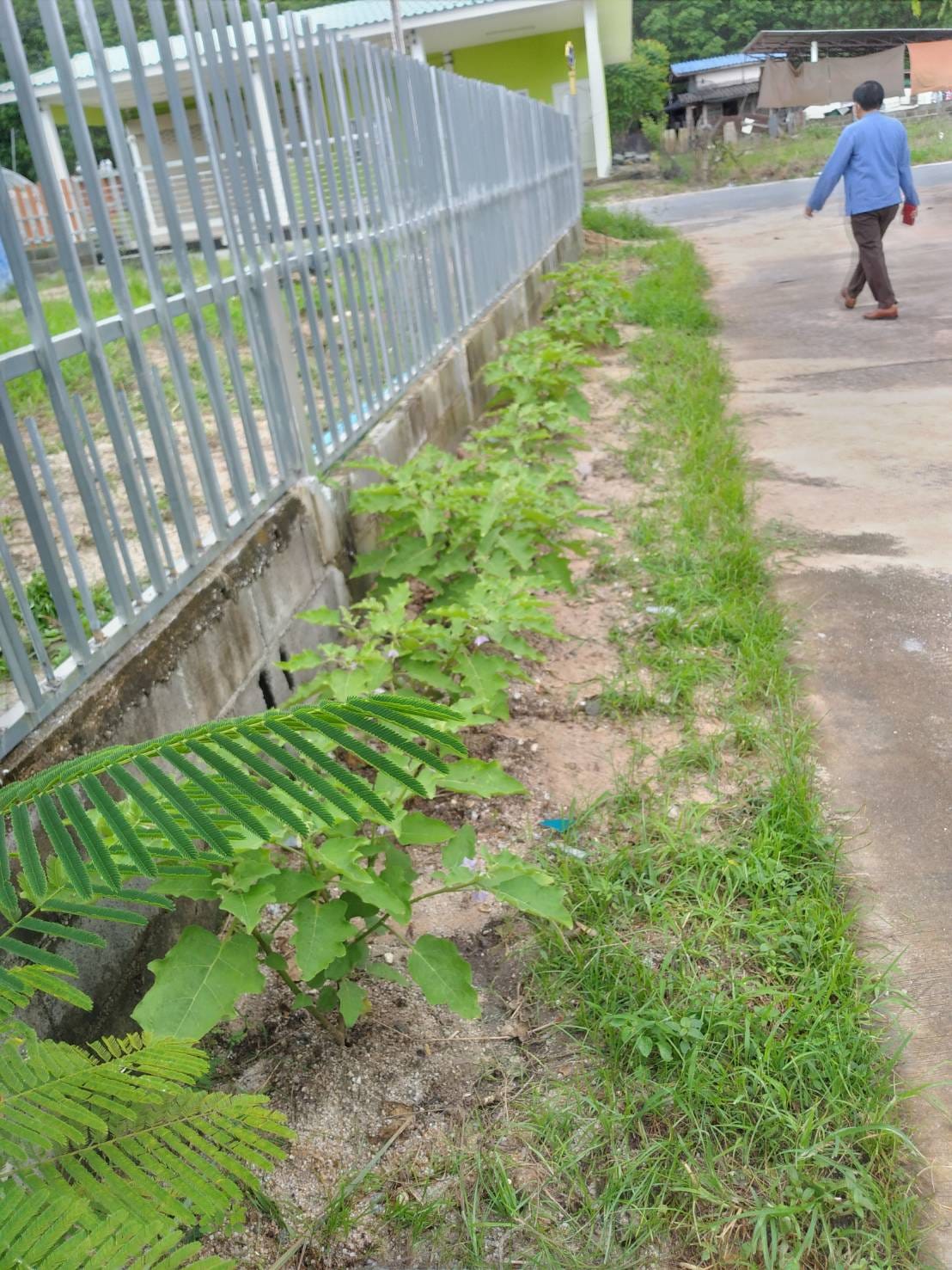 พช.ระยอง : คัดเลือกพื้นที่ดำเนินการดีเด่น โครงการ “หนึ่งพัฒนากร หนึ่งถนนกินได้ ขยายผลปลูกผักปลอดภัยไร้สารพิษ” จังหวัดระยอง ประจำปี 2565 ??