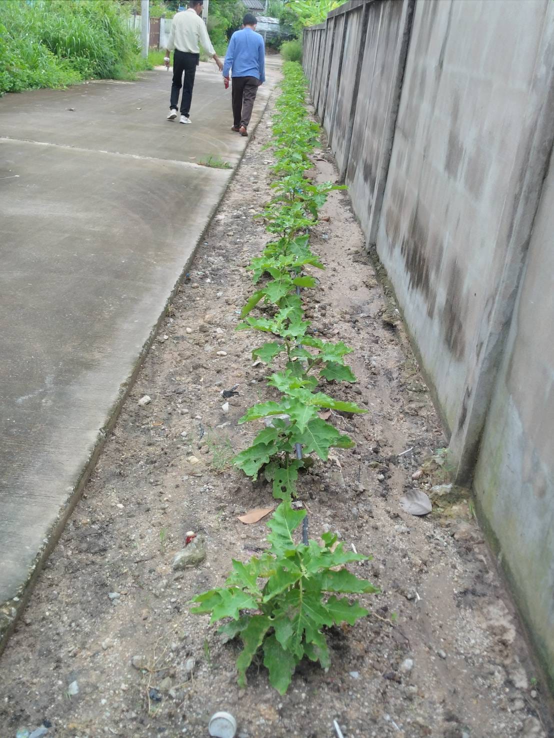 พช.ระยอง : คัดเลือกพื้นที่ดำเนินการดีเด่น โครงการ “หนึ่งพัฒนากร หนึ่งถนนกินได้ ขยายผลปลูกผักปลอดภัยไร้สารพิษ” จังหวัดระยอง ประจำปี 2565 ??