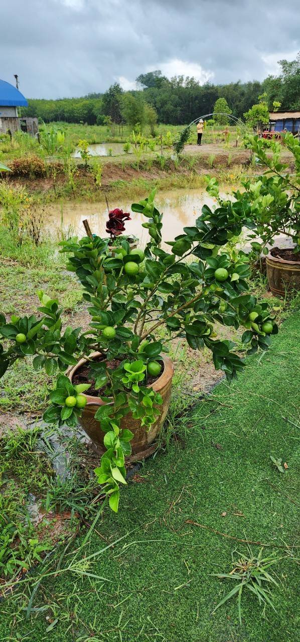 “พช. ระยอง”  ติดตามผลสำเร็จของศูนย์เรียนรู้ โคก หนอง นา ปี 65?