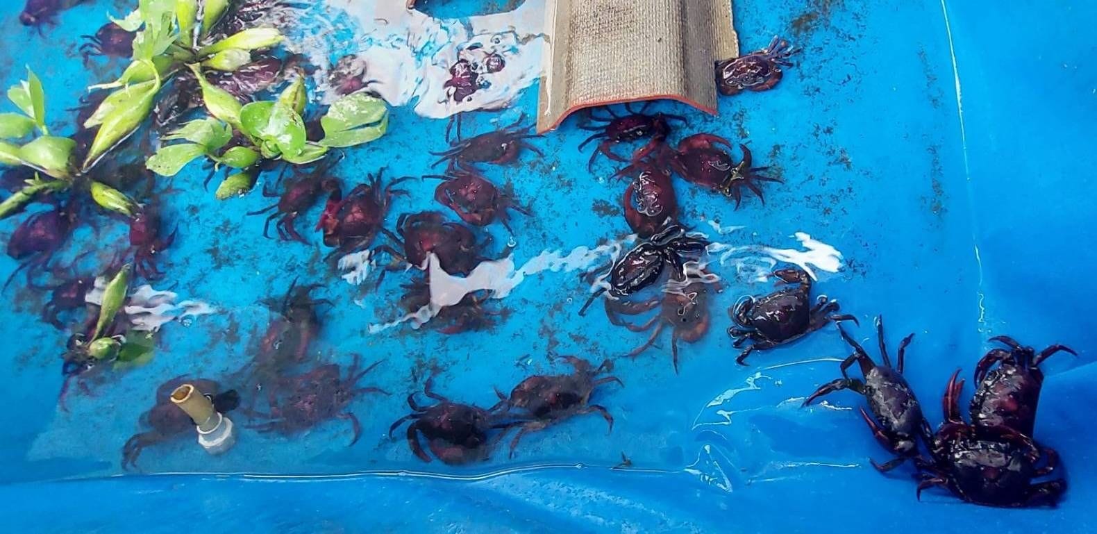 พช.ระยอง เร่งเสริมพลังแห่งความดีของคนในชุมชน เพื่อป้องกันและแก้ไขปัญหายาเสพติดด้วยกองทุนแม่ของแผ่นดิน