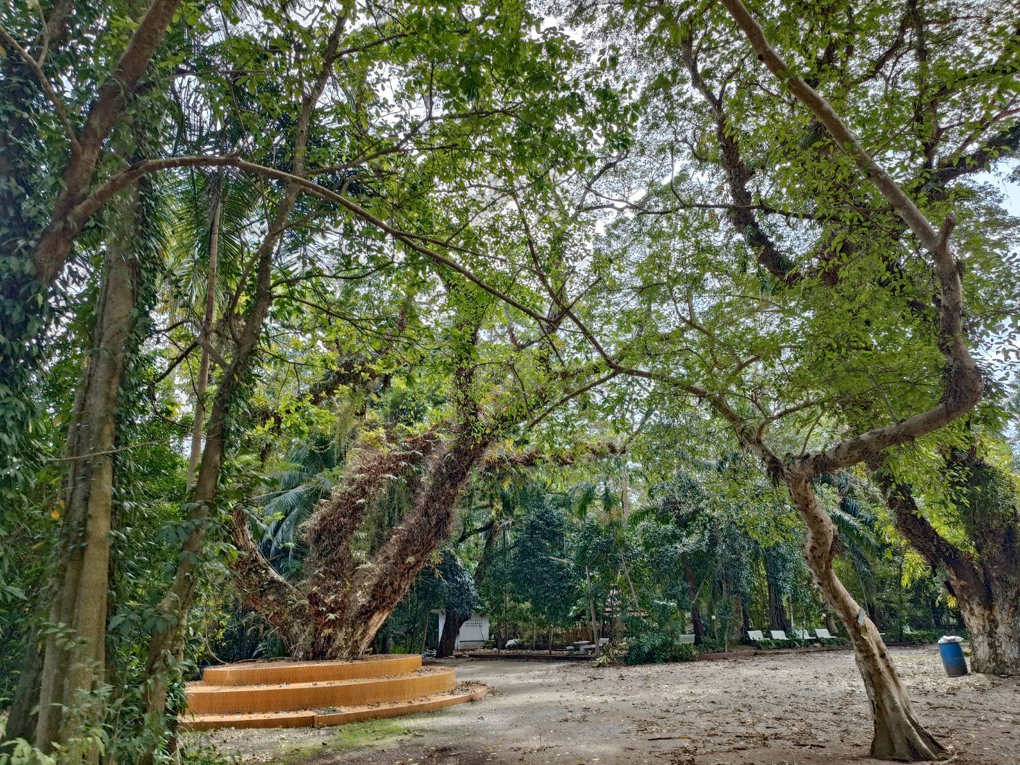 ?ป่าชุมชน สู่ คาร์บอนเครดิต??