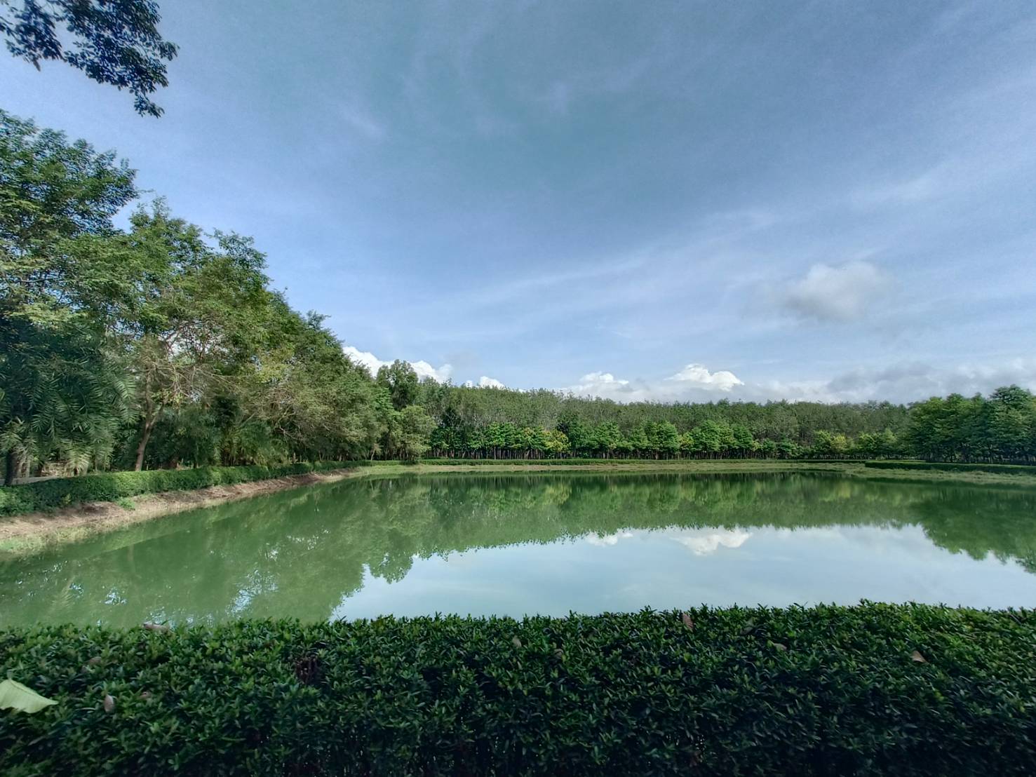 ?ป่าชุมชน สู่ คาร์บอนเครดิต??