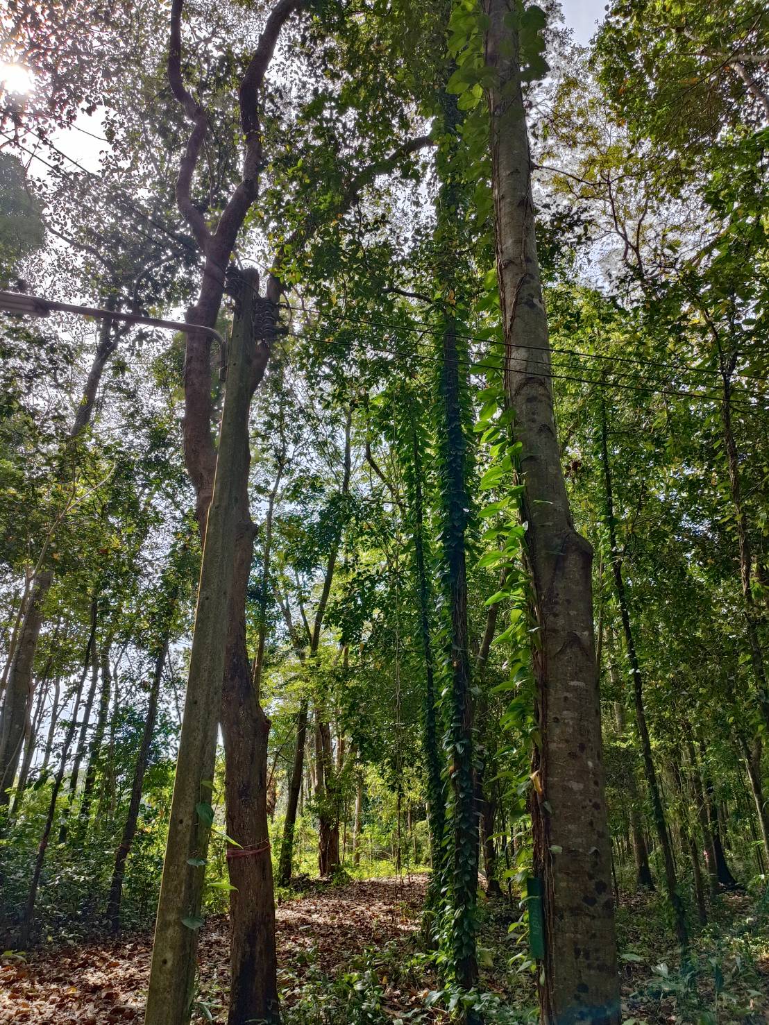 ?ป่าชุมชน สู่ คาร์บอนเครดิต??