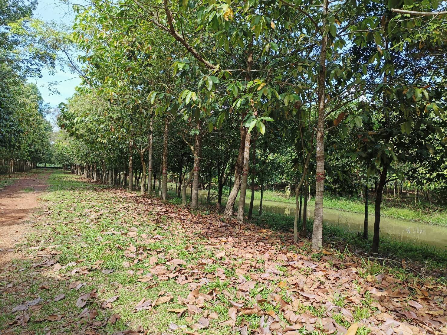 ?ป่าชุมชน สู่ คาร์บอนเครดิต??