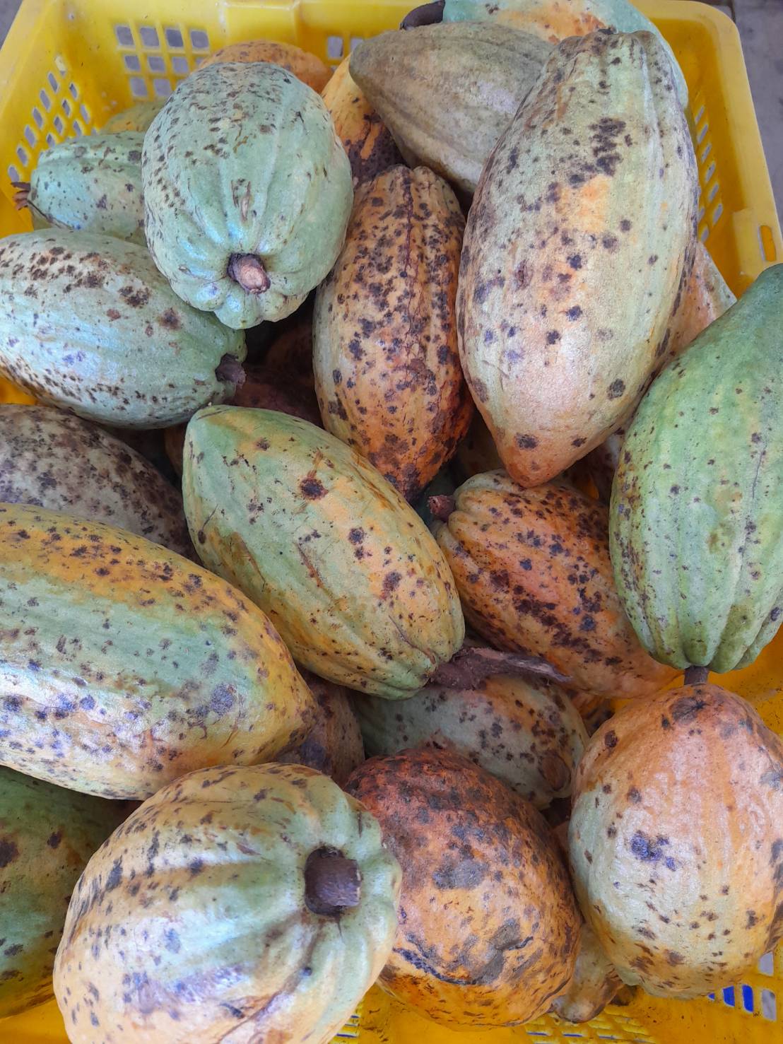 พช.ระยอง ร่วมกับ บริษัท ประชารัฐรักสามัคคีระยอง (วิสาหกิจเพื่อสังคม) จำกัด ขับเคลื่อนการดำเนินงานโครงการพัฒนาเศรษฐกิจฐานรากและประชารัฐ