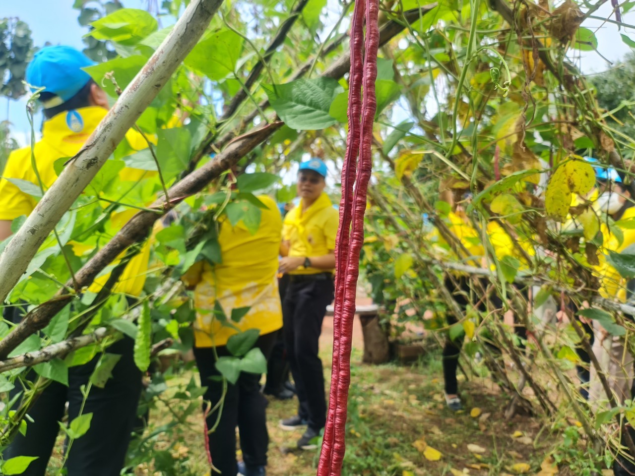 พช.ระยอง จัดกิจกรรม “วันรักต้นไม้ประจำปี พ.ศ. 2566” เนื่องในวันคล้ายวันพระราชสมภพของสมเด็จพระศรีนครินทราบรมราชชนนี และกิจกรรม “รวมพลคน โคก หนอง นา เอามื้อ สามัคคี” จังหวัดระยอง ครั้งที่ 7/2566