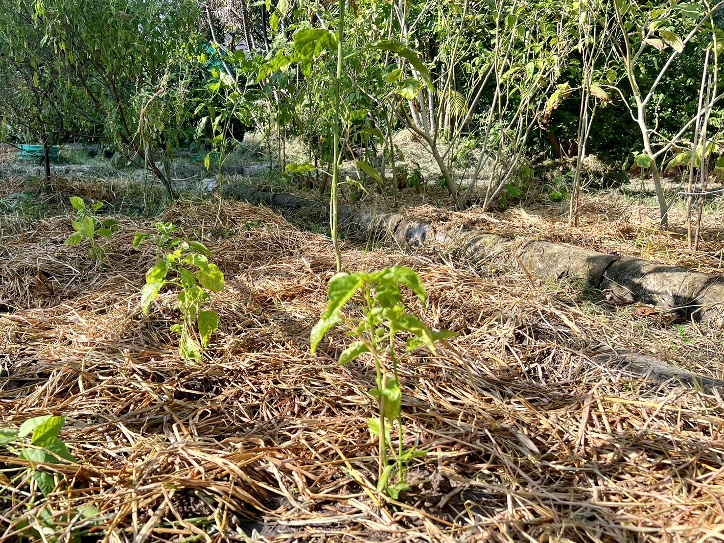 พช.ระยอง ลงพื้นที่ติดตามโครงการ กข.คจ. อ.วังจันทร์ 
