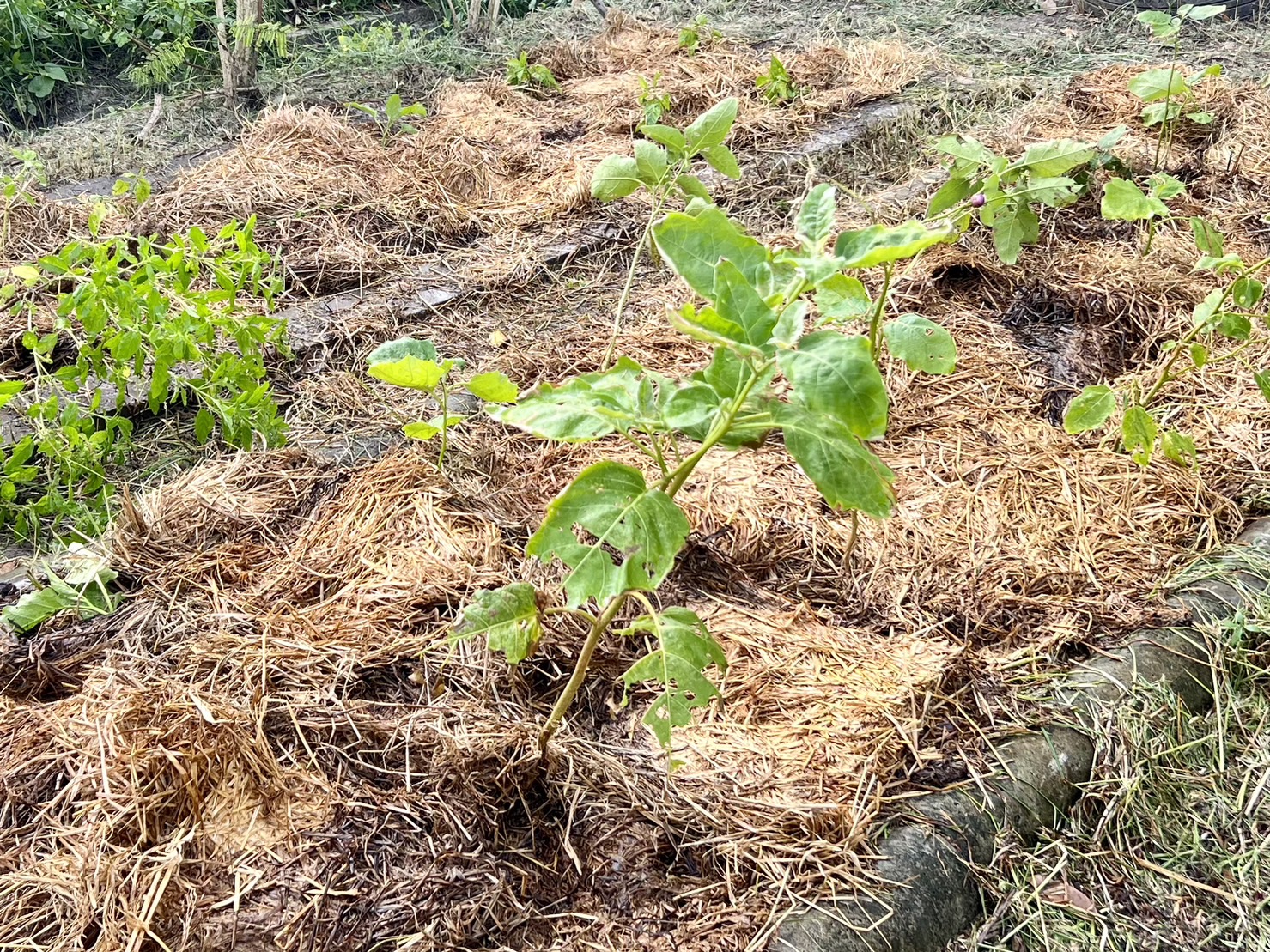 พช.ระยอง ลงพื้นที่ติดตามโครงการ กข.คจ. อ.วังจันทร์ 