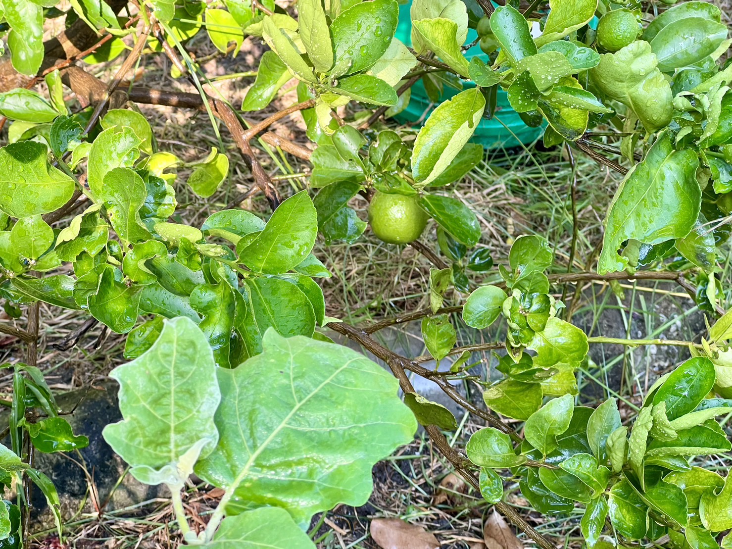 พช.ระยอง ลงพื้นที่ติดตามโครงการ กข.คจ. อ.วังจันทร์ 