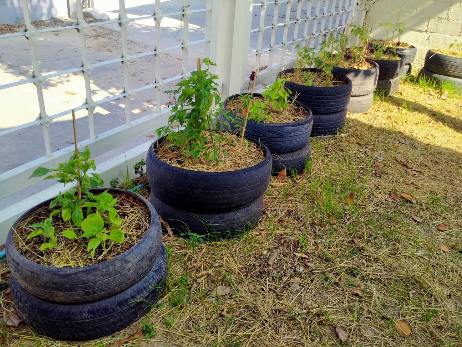 พช.ระยอง ขับเคลื่อนการน้อมนำแนวพระราชดำริของสมเด็จพระกนิษฐาธิราชเจ้า กรมสมเด็จพระเทพรัตนราชสุดาฯ สยามบรมราชกุมารี สู่ปฏิบัติการปลูกผักสวนครัว เพื่อสร้างความมั่นคงทางอาหาร  กิจกรรมผู้นำต้องทำก่อน และ”บ้านนี้มีรักปลูกผักกินเอง”