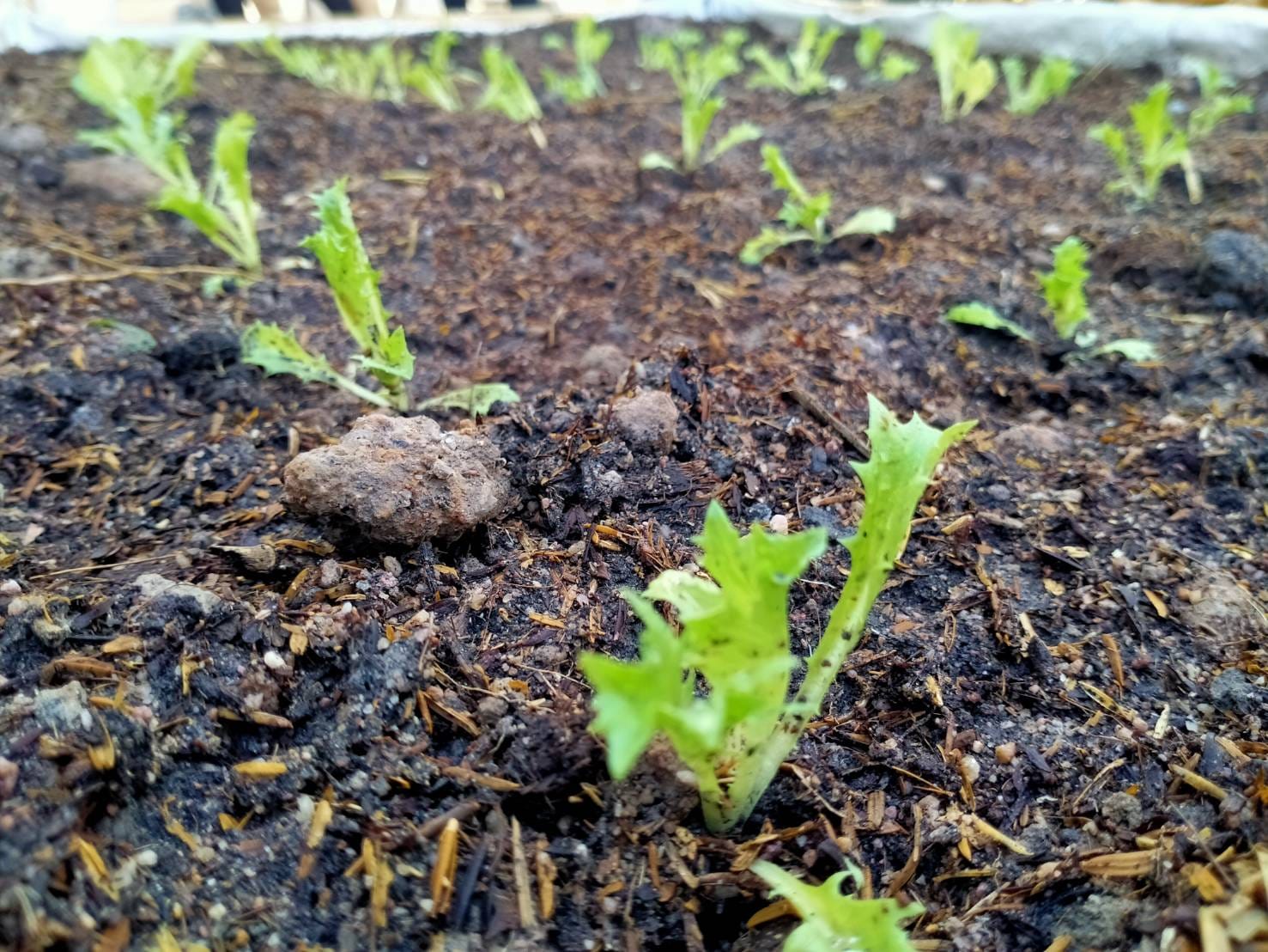 พช.ระยอง ขับเคลื่อนการน้อมนำแนวพระราชดำริของสมเด็จพระกนิษฐาธิราชเจ้า กรมสมเด็จพระเทพรัตนราชสุดาฯ สยามบรมราชกุมารี สู่ปฏิบัติการปลูกผักสวนครัว เพื่อสร้างความมั่นคงทางอาหาร  กิจกรรมผู้นำต้องทำก่อน และ”บ้านนี้มีรักปลูกผักกินเอง”