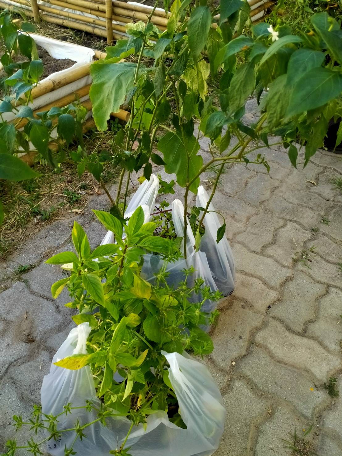 พช.ระยอง ขับเคลื่อนการน้อมนำแนวพระราชดำริของสมเด็จพระกนิษฐาธิราชเจ้า กรมสมเด็จพระเทพรัตนราชสุดาฯ สยามบรมราชกุมารี สู่ปฏิบัติการปลูกผักสวนครัว เพื่อสร้างความมั่นคงทางอาหาร  กิจกรรมผู้นำต้องทำก่อน และ”บ้านนี้มีรักปลูกผักกินเอง”