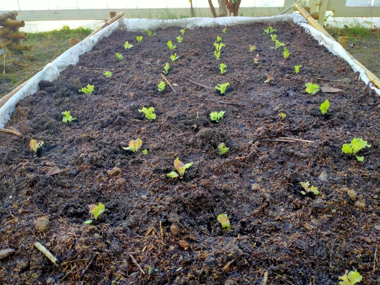 พช.ระยอง ขับเคลื่อนการน้อมนำแนวพระราชดำริของสมเด็จพระกนิษฐาธิราชเจ้า กรมสมเด็จพระเทพรัตนราชสุดาฯ สยามบรมราชกุมารี สู่ปฏิบัติการปลูกผักสวนครัว เพื่อสร้างความมั่นคงทางอาหาร  กิจกรรมผู้นำต้องทำก่อน และ”บ้านนี้มีรักปลูกผักกินเอง”